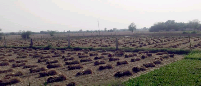 एक खेत में काटी गई फसल।