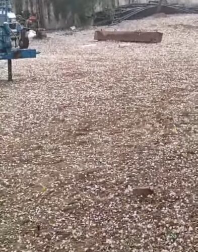 हरियाणा में ओलावृष्टि