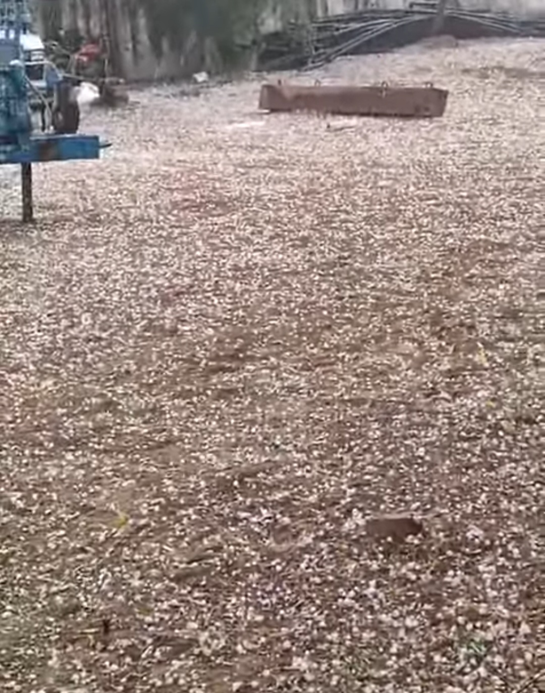 हरियाणा में ओलावृष्टि