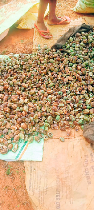 Illegal Opium Farming in Kusmi